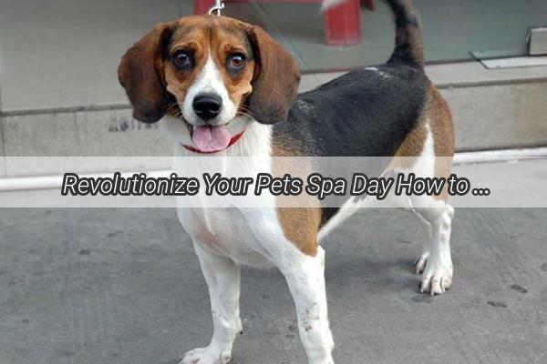  Revolutionize Your Pets Spa Day How to Bathe Your Dog in an Apartment Like a Pro